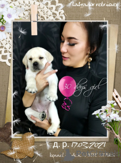 Photo №1. labrador retriever - for sale in the city of Vitebsk | negotiated | Announcement № 10135
