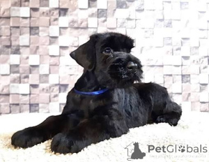 Photo №2 to announcement № 172623 for the sale of giant schnauzer - buy in France breeder