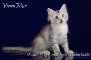 Photo №4. I will sell siberian cat in the city of St. Petersburg. from nursery - price - negotiated