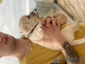 Photo №2 to announcement № 130788 for the sale of labrador retriever - buy in Montenegro private announcement