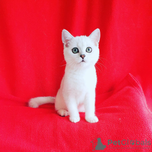 Photo №1. british shorthair - for sale in the city of Nikolaev | 25$ | Announcement № 8328