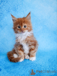Photo №2 to announcement № 161027 for the sale of maine coon - buy in Russian Federation private announcement