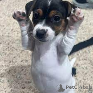 Photo №2 to announcement № 165563 for the sale of jack russell terrier - buy in United Kingdom private announcement, breeder