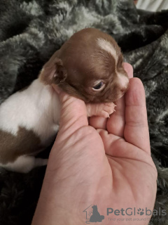 Additional photos: Chihuahua puppies