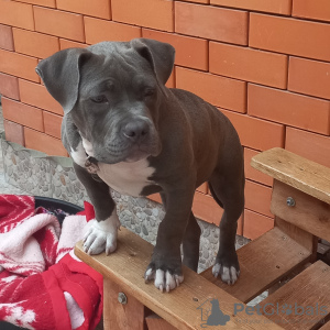 Photo №1. american bully - for sale in the city of Владикавказ | 911$ | Announcement № 68934