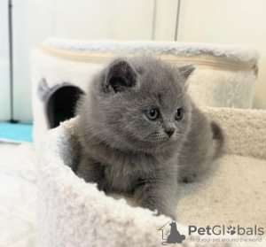 Photo №1. british shorthair - for sale in the city of New York | 300$ | Announcement № 118025