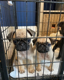 Photo №1. pug - for sale in the city of Белгород-Днестровский | 250$ | Announcement № 45281