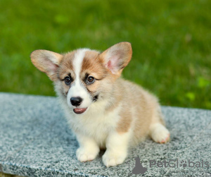 Additional photos: I offer for sale super gorgeous welsh corgi babies) there are 2 girls and 1 boy.