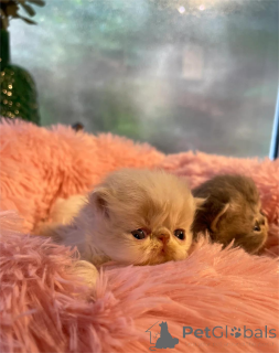 Photo №1. exotic shorthair - for sale in the city of Gann. Munden | 329$ | Announcement № 153855