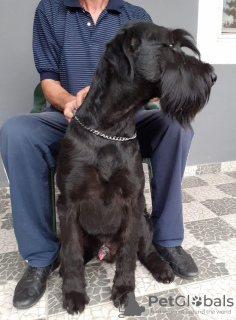 Photo №4. I will sell giant schnauzer in the city of Нови Сад. private announcement - price - 1195$