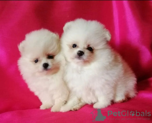 Photo №1. pomeranian - for sale in the city of Dammam | 400$ | Announcement № 15560