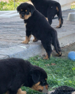 Photo №2 to announcement № 166816 for the sale of rottweiler - buy in Germany breeder