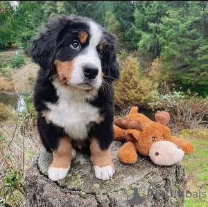Photo №1. bernese mountain dog - for sale in the city of Patras | 317$ | Announcement № 78614