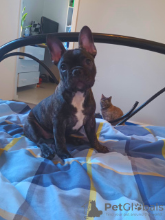 Photo №2 to announcement № 111667 for the sale of french bulldog - buy in Finland private announcement