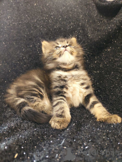 Photo №4. I will sell maine coon in the city of Kharkov. breeder - price - 1200$