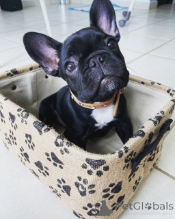 Photo №2 to announcement № 163573 for the sale of  - buy in Italy 