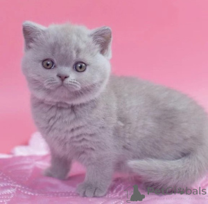 Photo №1. british shorthair - for sale in the city of Augustusburg | 361$ | Announcement № 177324
