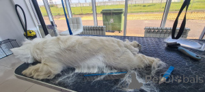 Photo №2 to announcement № 146679 for the sale of west highland white terrier - buy in United Kingdom breeder