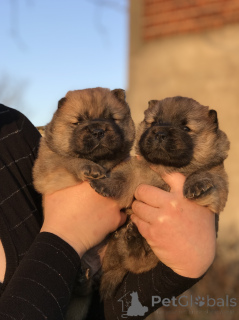 Photo №2 to announcement № 135568 for the sale of chow chow - buy in Serbia breeder