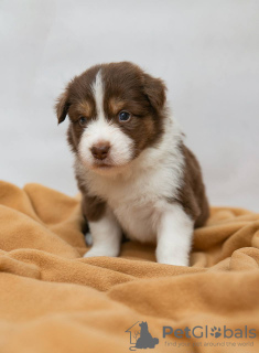 Photo №3. Miniature American Shepherd (Mini Aussie) puppies for sale. Russian Federation