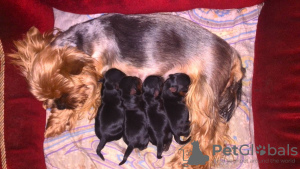 Photo №1. yorkshire terrier - for sale in the city of Чериков | 132$ | Announcement № 99363