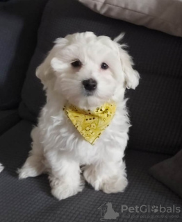 Photo №2 to announcement № 101285 for the sale of maltese dog - buy in United States breeder