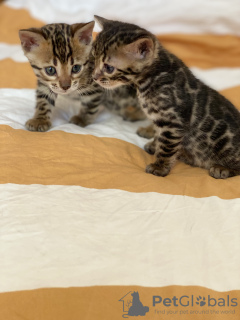 Photo №3. Urgently selling cute bengal kittens. Germany