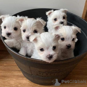 Photo №1. maltese dog - for sale in the city of Valmadonna | Is free | Announcement № 25453
