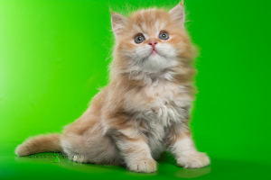 Photo №3. Scottish kittens - red marble boy. Belarus