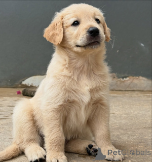 Photo №1. golden retriever - for sale in the city of Bremen | negotiated | Announcement № 155485