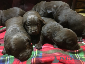 Additional photos: Chucky chocolate Labrador puppies
