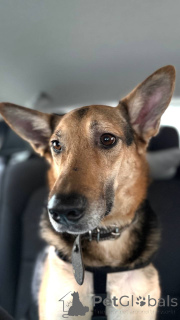 Photo №2 to announcement № 165143 for the sale of non-pedigree dogs - buy in Russian Federation private announcement