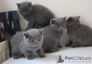 Photo №2 to announcement № 95807 for the sale of british shorthair - buy in Germany from nursery, from the shelter, breeder