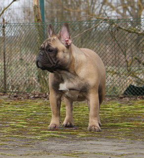 Photo №1. french bulldog - for sale in the city of Lviv | Negotiated | Announcement № 3945