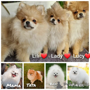 Photo №1. pomeranian - for sale in the city of Barcin | 1010$ | Announcement № 94306