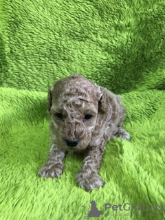 Photo №2 to announcement № 97760 for the sale of poodle (dwarf) - buy in Serbia 