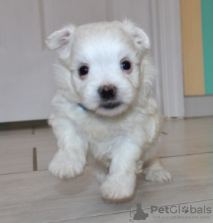 Photo №1. maltese dog - for sale in the city of Palma | 371$ | Announcement № 107593