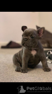 Photo №1. french bulldog - for sale in the city of Dover | 475$ | Announcement № 115320