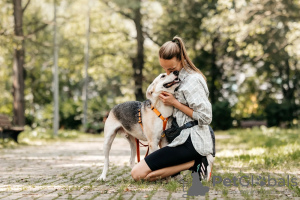 Additional photos: Mixed German Shepherd Count in good hands