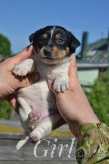 Additional photos: Puppies Jack Russell from the kennel