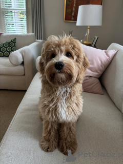 Photo №1. labradoodle - for sale in the city of Aiola | negotiated | Announcement № 159637