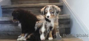 Photo №1. australian shepherd - for sale in the city of Frankenberg | 847$ | Announcement № 150663