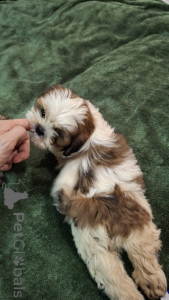 Photo №4. I will sell shih tzu in the city of Tallinn. private announcement, from nursery, breeder - price - 659$