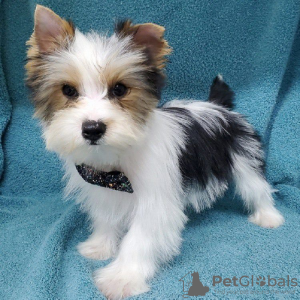 Photo №2 to announcement № 87065 for the sale of yorkshire terrier - buy in United States private announcement