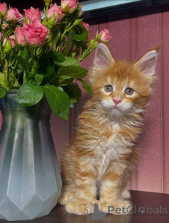 Photo №1. maine coon - for sale in the city of Baden Baden | 981$ | Announcement № 161477