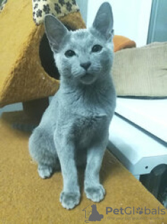 Photo №2 to announcement № 133329 for the sale of russian blue - buy in Germany private announcement