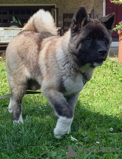 Additional photos: american akita