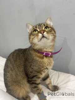 Photo №4. I will sell  in the city of Moscow river. private announcement - price - Is free