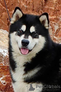 Photo №4. I will sell alaskan malamute in the city of Šid.  - price - negotiated