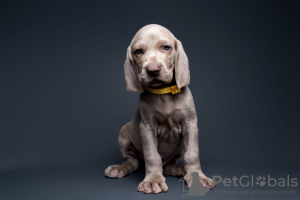 Photo №3. Club Weimar Pointer puppies. Russian Federation